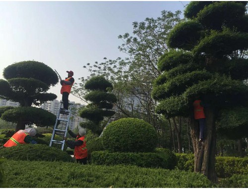 博鱼boyu登录入口：新郑市政府绿化工程招标