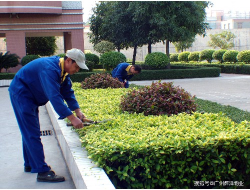 博鱼官方网站：广元绿化苗木批发市场在哪里