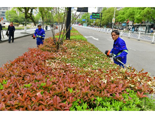 博鱼boyu官方网站：常宁城市绿化带种植什么植物好